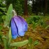 janascottage596